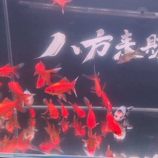 鹦鹉鱼