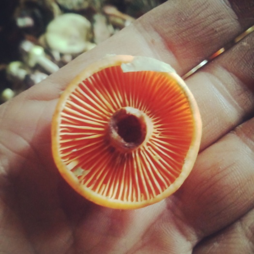 松乳菇等野生食用菌（现有乌枞菌）