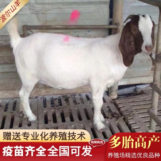 鄄城县波尔山羊生长速度快抗病力强自产自销，多胎高产羊羔成年羊