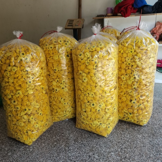 皇菊