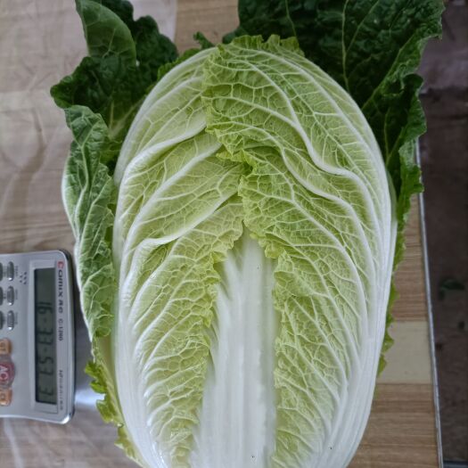 临洮县黄心白菜