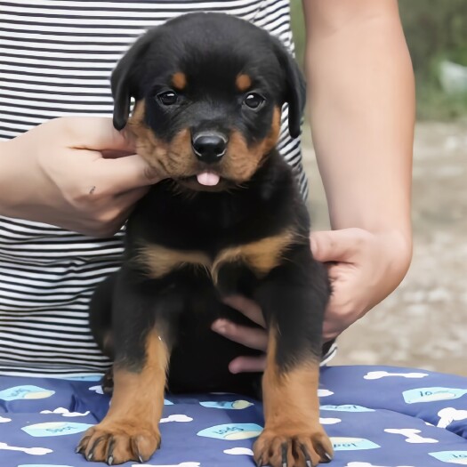 郓城县自养罗威纳幼犬 两个半月疫苗做完了
