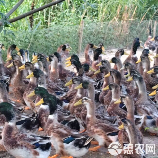 麻鸭、花头鸭