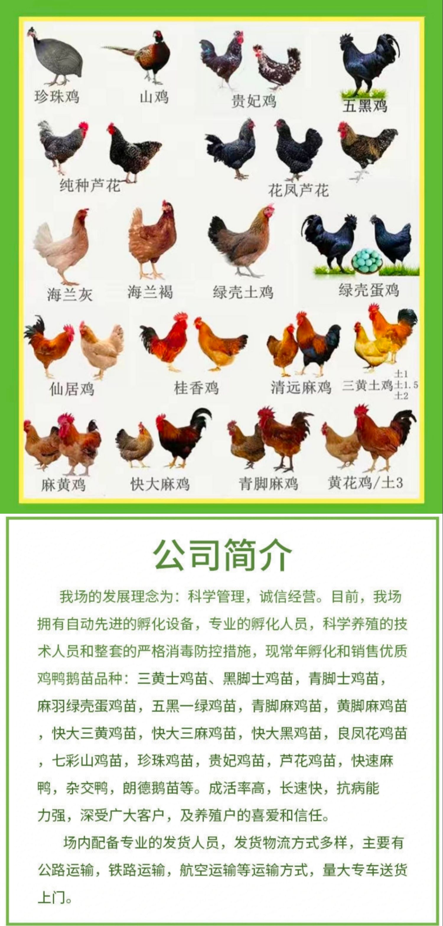 出售k901鸡苗麻黄鸡苗快大型麻鸡苗