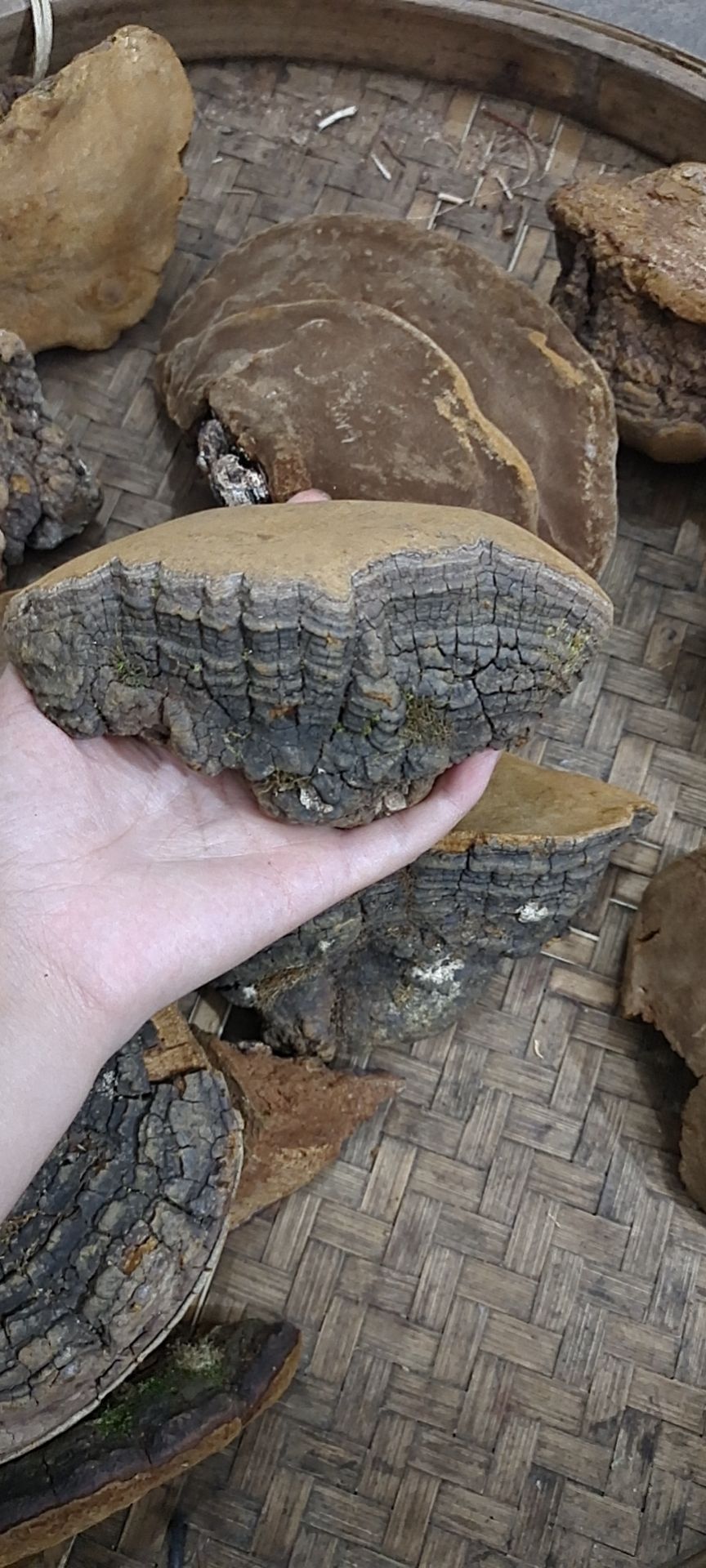 桑黄，
