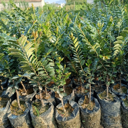 阳春市黑骨茶苗