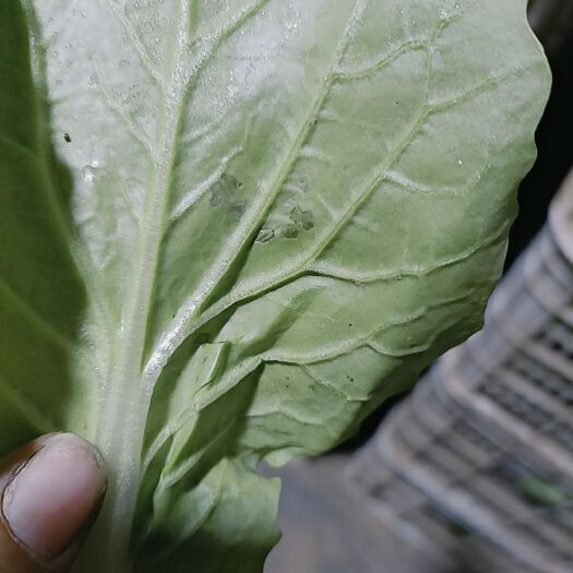 曹县精品上海青，毛白菜