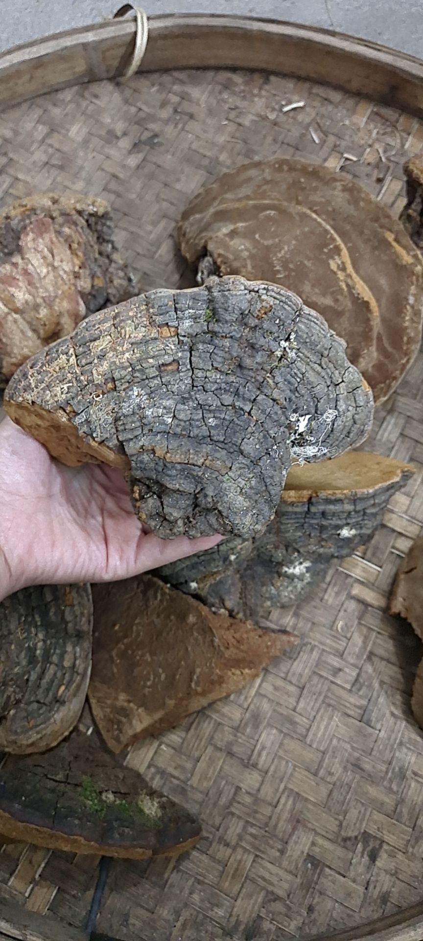 桑黄，