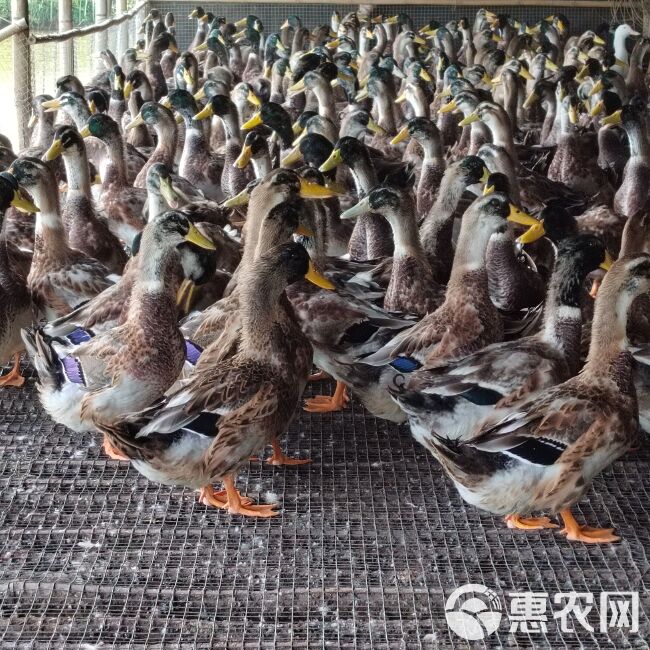 麻鸭、花头鸭