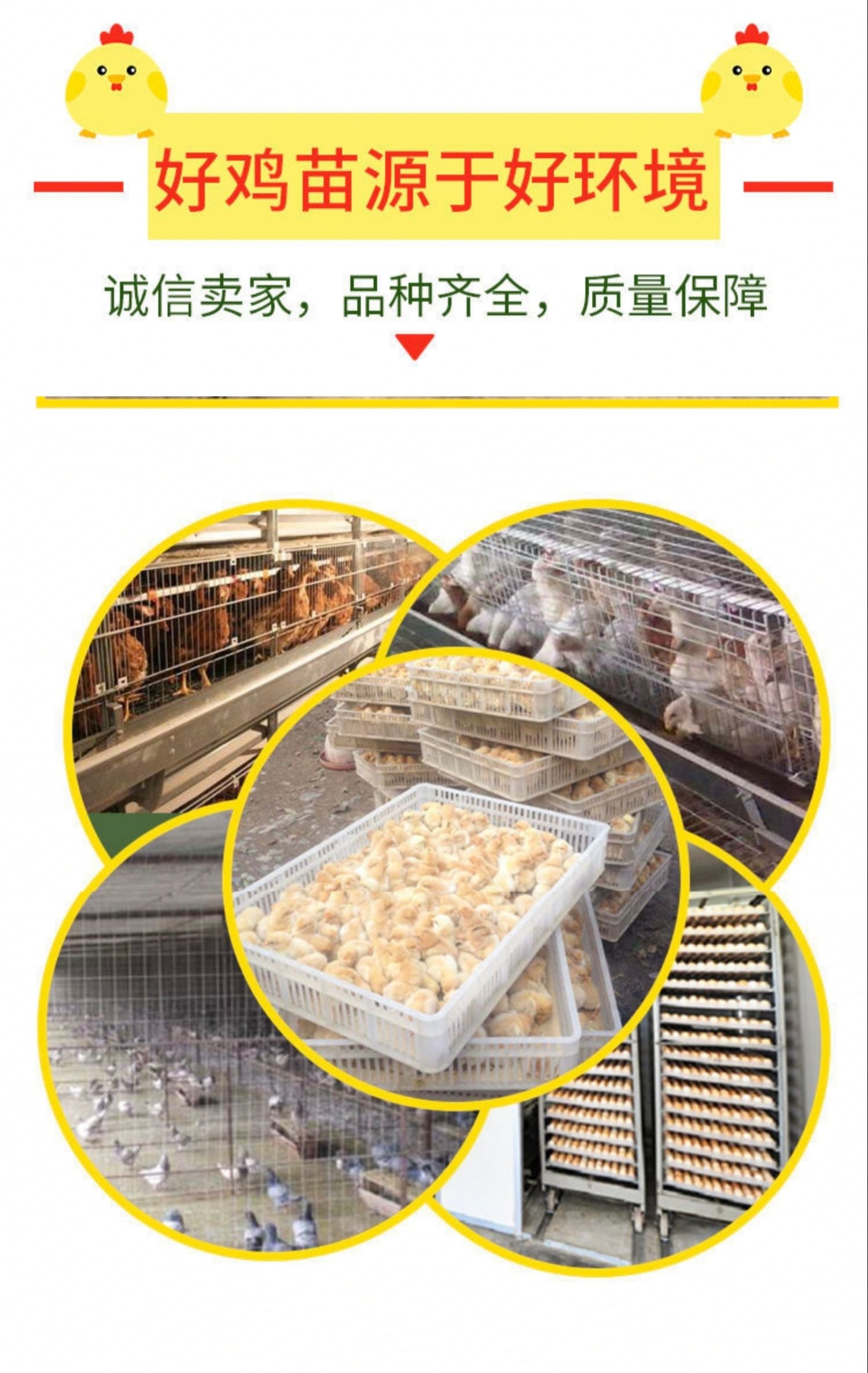 出售k901鸡苗麻黄鸡苗快大型麻鸡苗