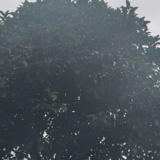 桑植县桂花树  八月桂