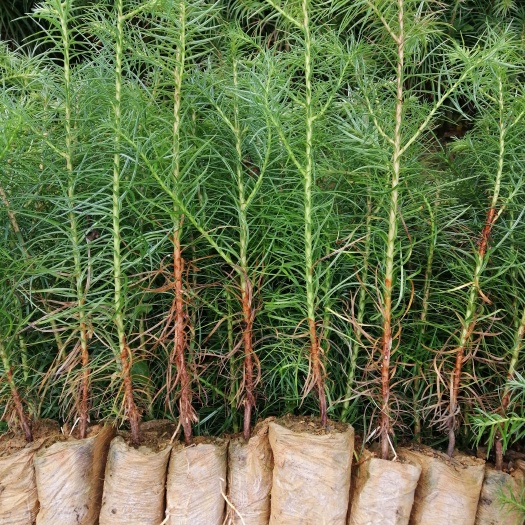 兴义市优质杉树苗、杉木苗基地直销，一手货源，质量保证