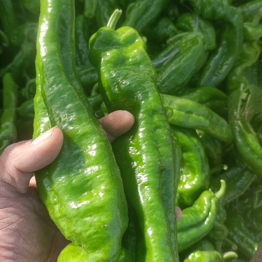 夏邑县青泡椒