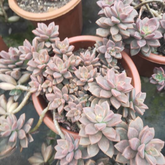 昆明250盆整桩，悬崖桩姖胧月，基地批发欢迎各位老板选购