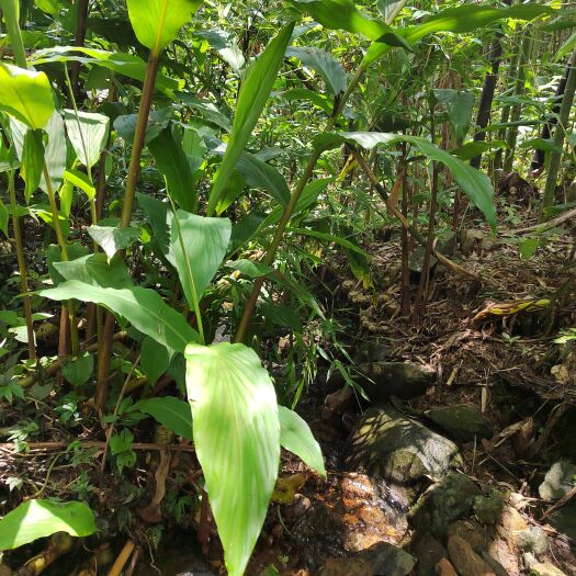 蒙山县中药材山药