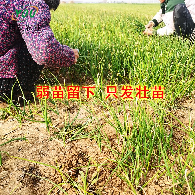洋葱苗批发，二红半高桩洋葱苗，产量高，抗病，包技术可回收