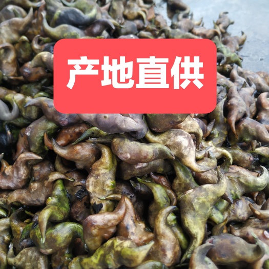 蕲春县大别山新鲜大菱角嫩菱角供应