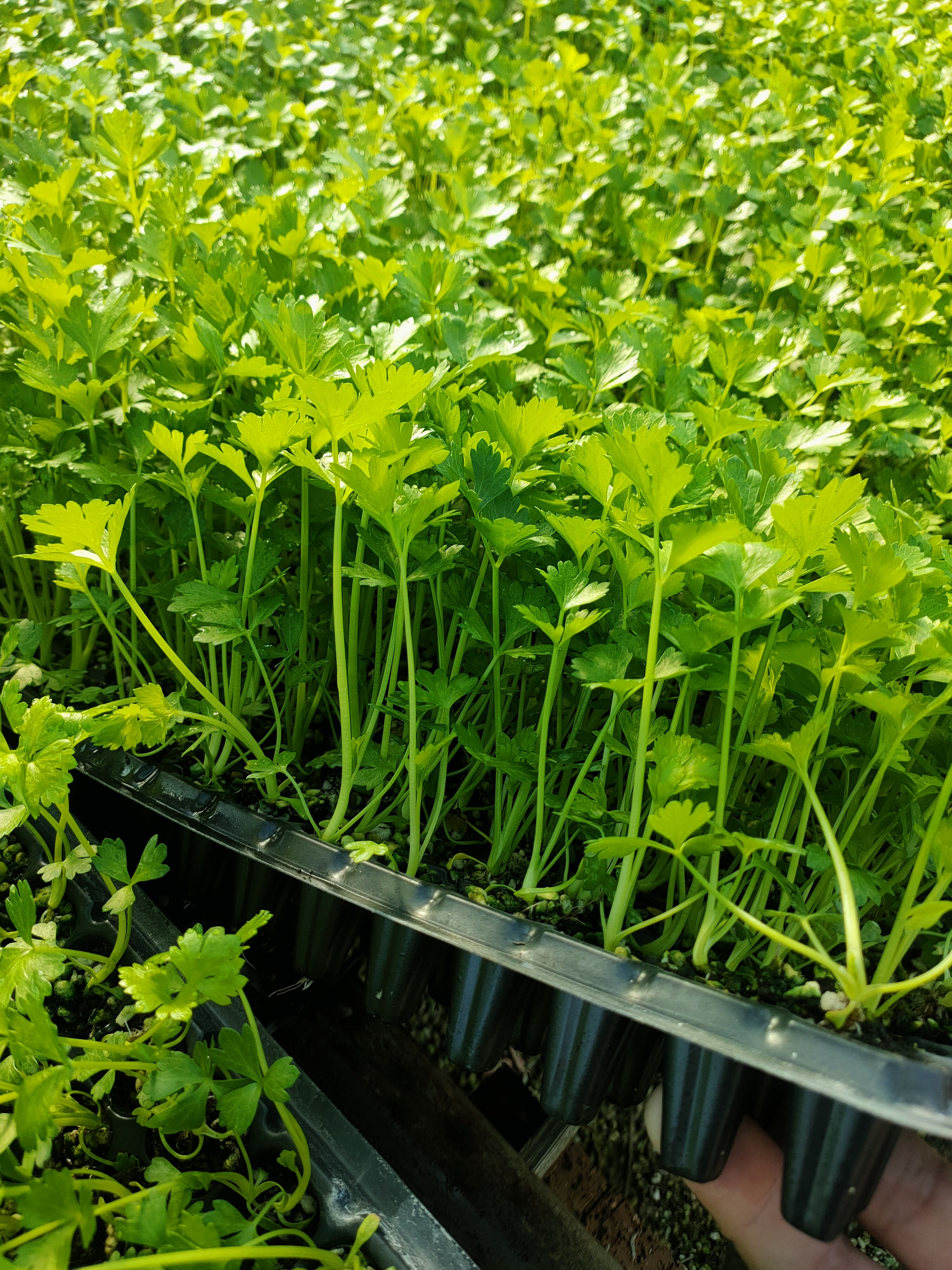 莘县常年出售芹菜苗，品种是法国皇后，质量保证，欢迎广大客户合作