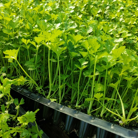 莘县常年出售芹菜苗，品种是法国皇后，质量保证，欢迎广大客户合作
