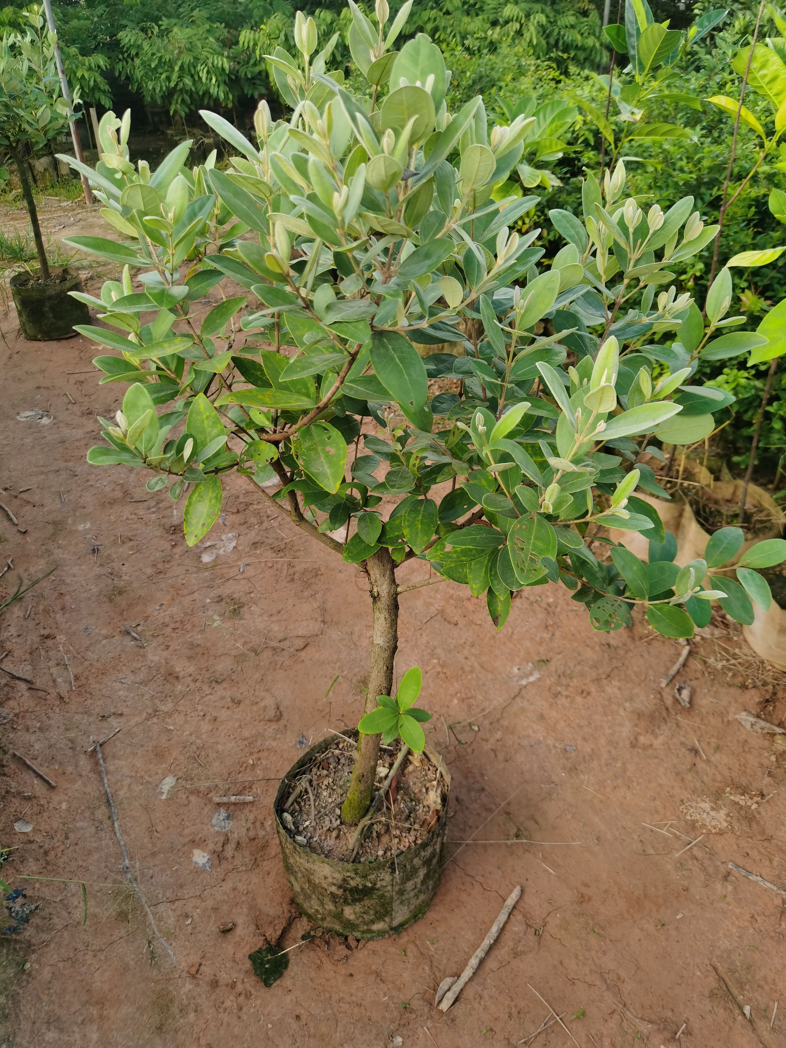 桃金娘苗 也叫捻子，苗子大小规格都有