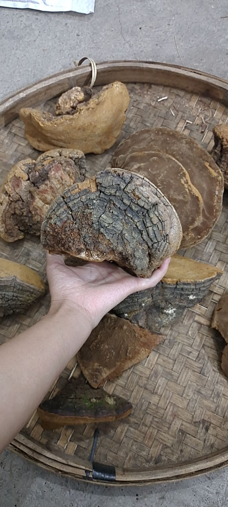 桑黄，