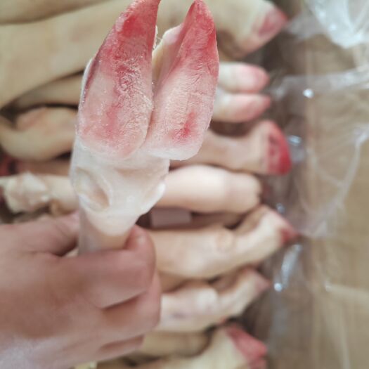 羊蹄【跑山羊蹄】高原養(yǎng)殖，大草原的羊，品質(zhì)保證，貨源充足??！