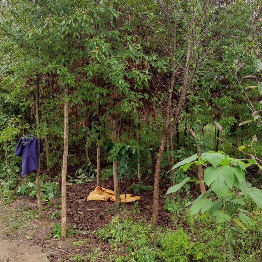 重庆市楠木  低价处理  有意抓紧时间联系