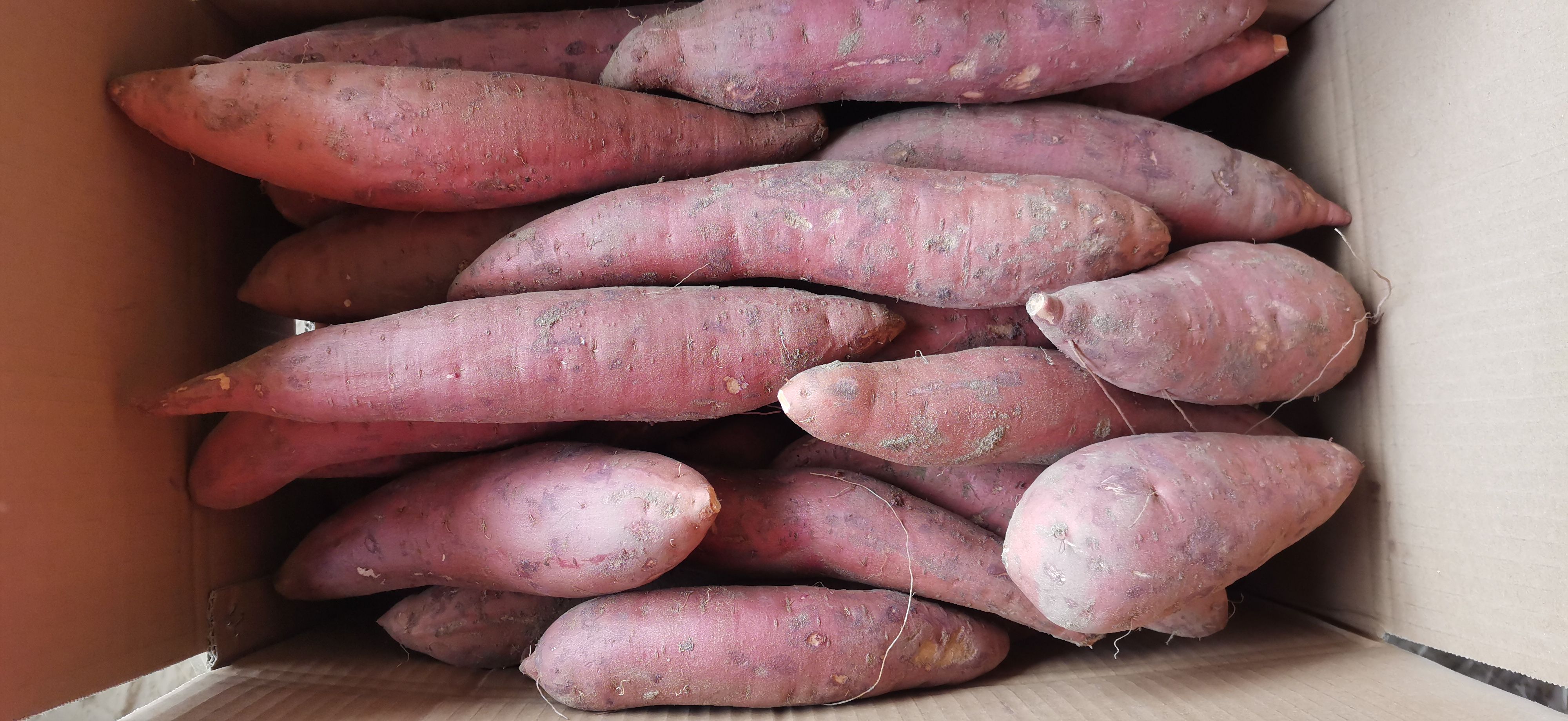 红心红薯西瓜红