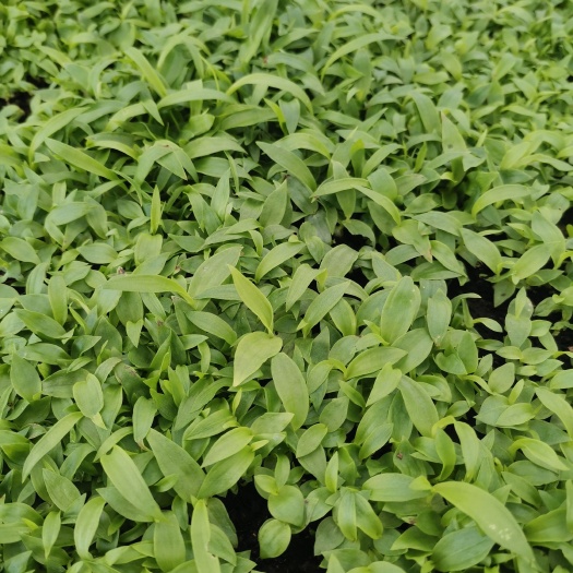 武定县紫花宽叶白芨苗 白芨直播苗