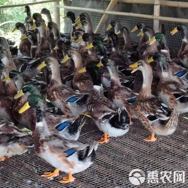 麻鸭、花头鸭