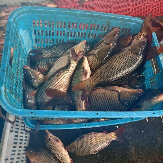 澧县【湘鲜】大量优价供应开肚鲤鱼/鲤鱼壳/鲤鱼皮，全国发货