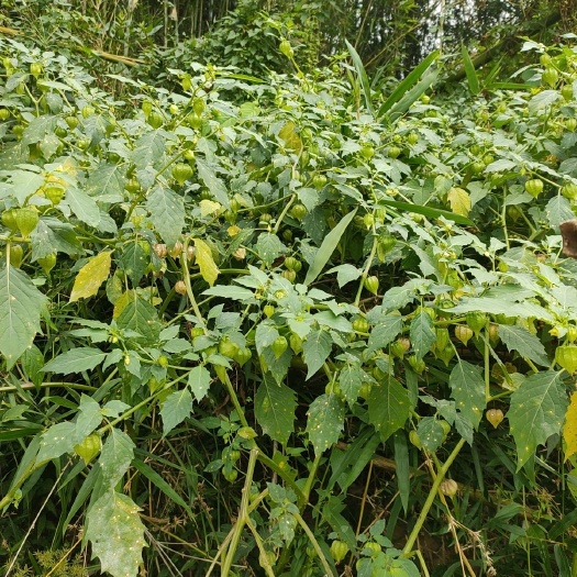 苍梧县灯笼草