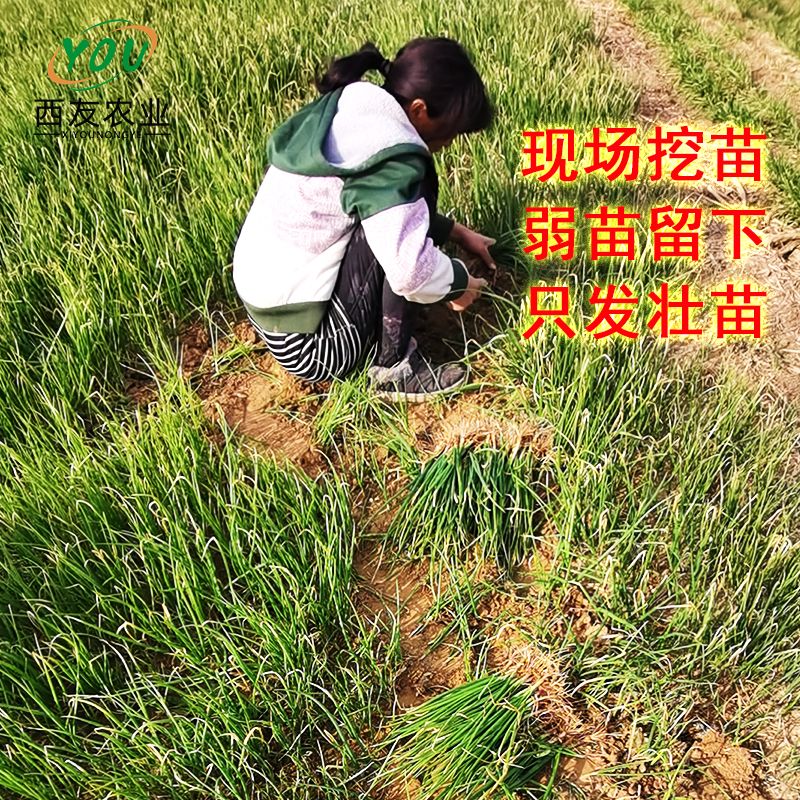 洋葱苗批发，二红半高桩洋葱苗，产量高，抗病，包技术可回收