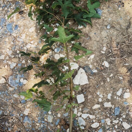 桂林枫香布袋苗