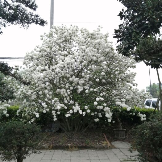 成都中华木绣球斗球