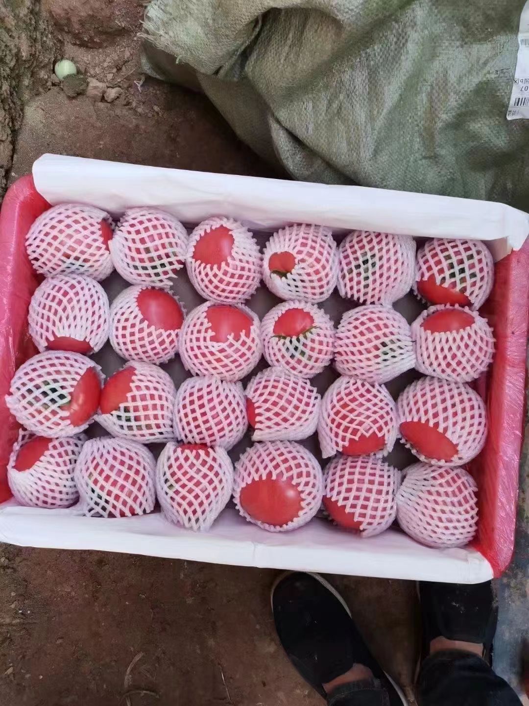 抗病毒大果口感番茄苗 中硬度西红柿苗 沙瓤耐裂 可育嫁接苗