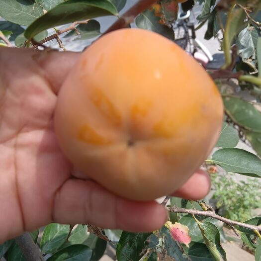 赵县市子，货源充足，质量特别好，交通方便