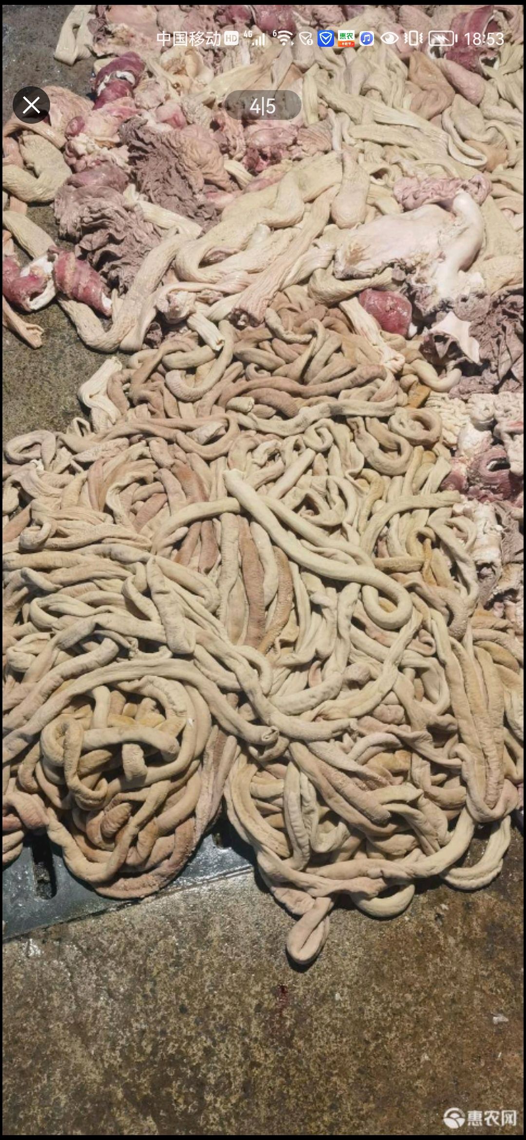 牛肠，伞袋，肠头