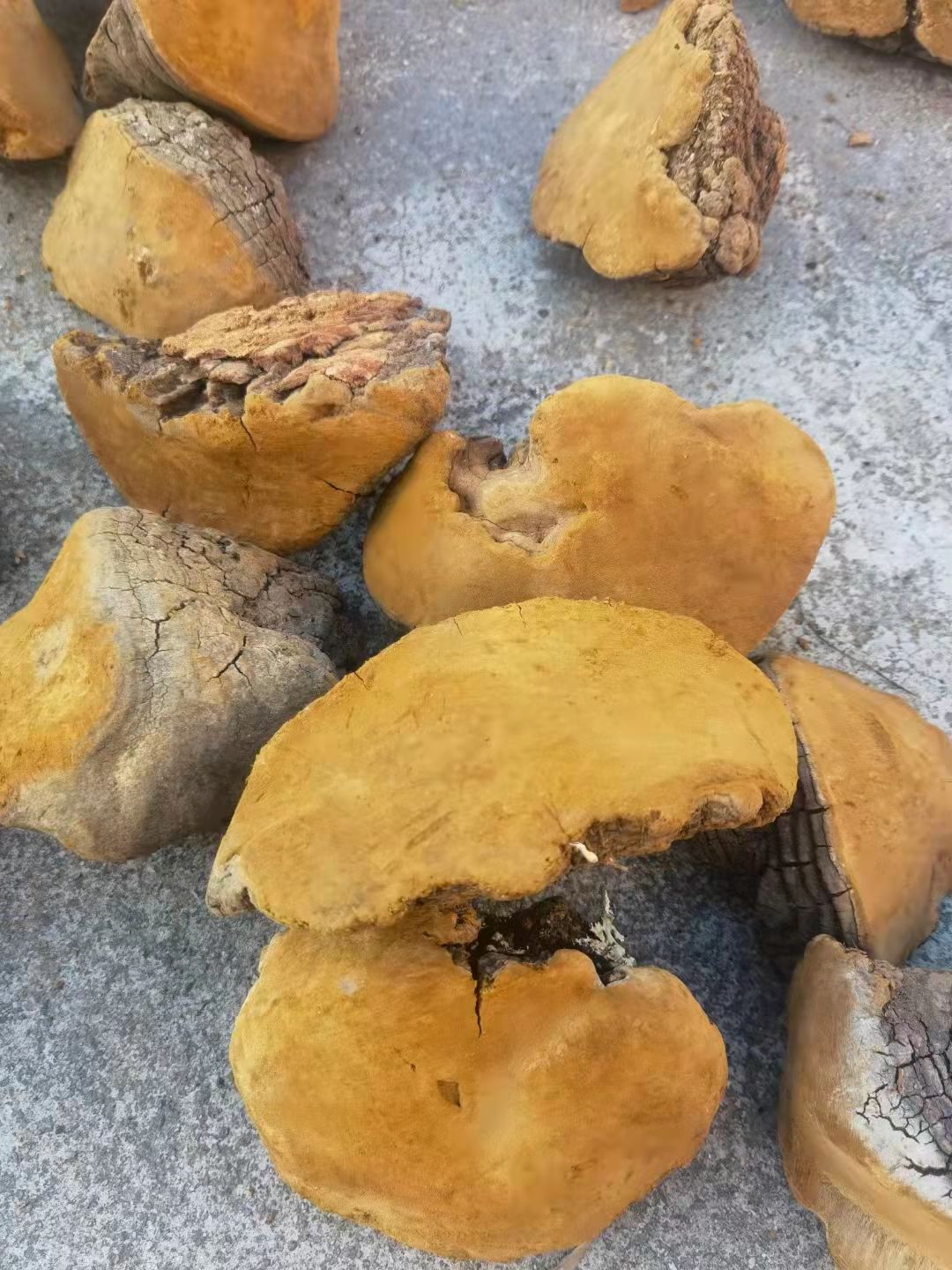桑黄，