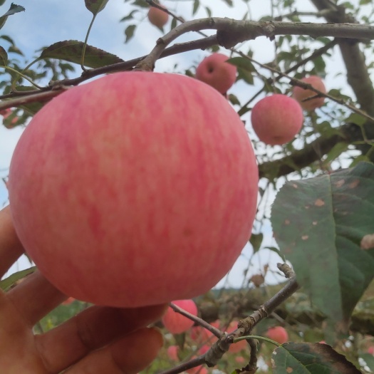 岫岩县寒富苹果口感脆甜颜色佳，
