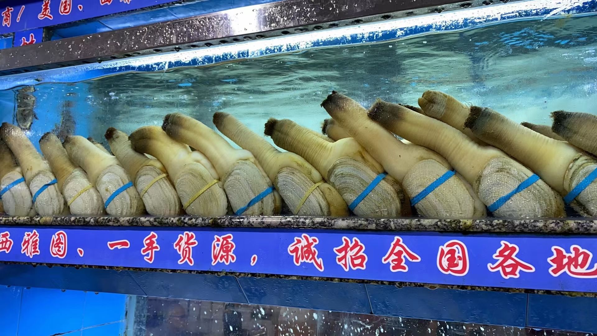 鲜活象拔蚌，养殖蚌，蚌，加州蚌，西川蚌，墨西哥水蚌
