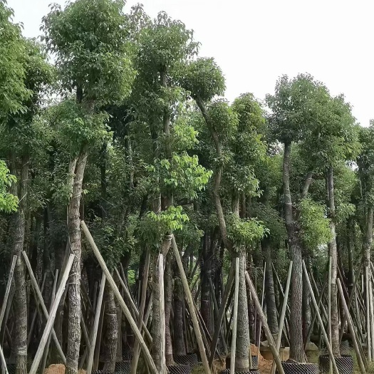 普宁市揭阳普宁供货 高质香樟树苗 强壮易活 环保绿化苗木乔木