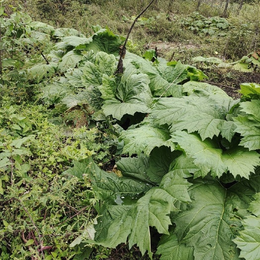 宁强县三年马蹄大黄，活大黄，