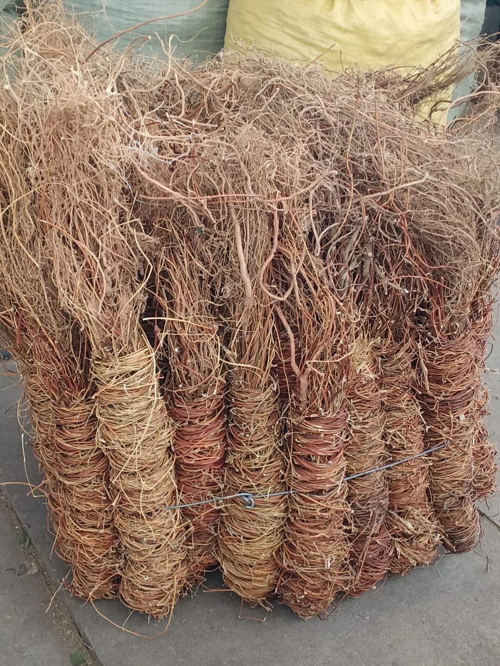 长扎鸡骨草