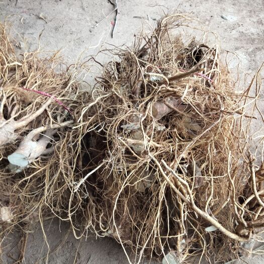 南雄市五指毛桃，鲜货干货都有，有需要的老板可以联系我