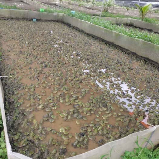 文昌市大量供应泰蛙，牛蛙