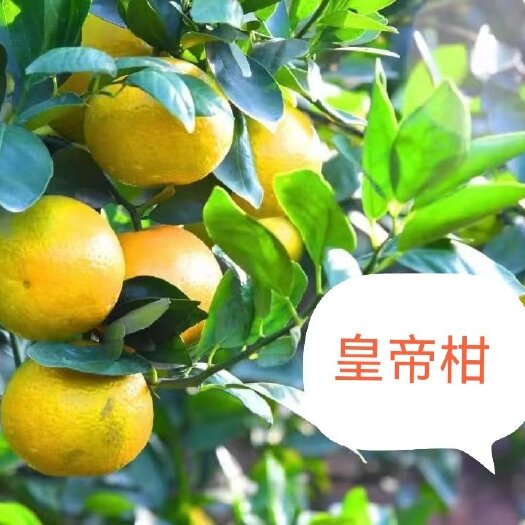 平南县皇帝柑大量供应，皮溥汁多，纯甜无酸