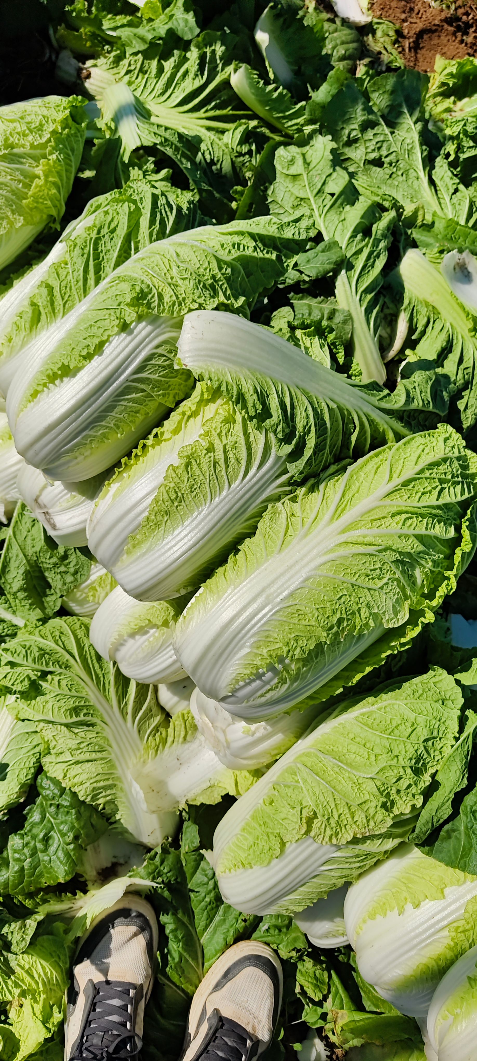 黄心大白菜，山东黄心菜，山东济南白菜大量供应