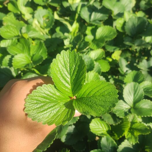 泰安蒙特瑞草莓苗  产量高四季草莓苗，适合南方地区露天种植。