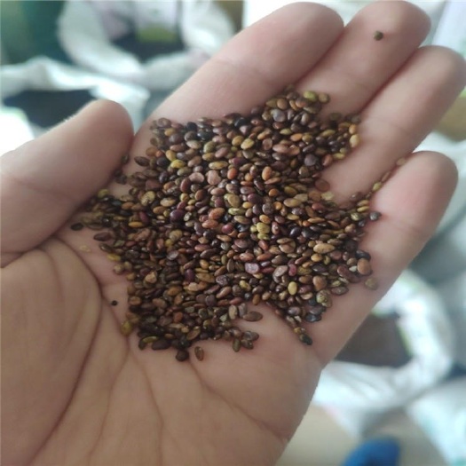 胡枝子种子，辽宁开原市森源苗木种子